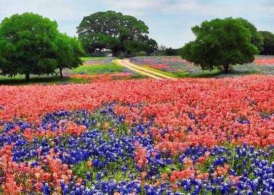 Bluebonnets and fire bonnets growing in the hill country